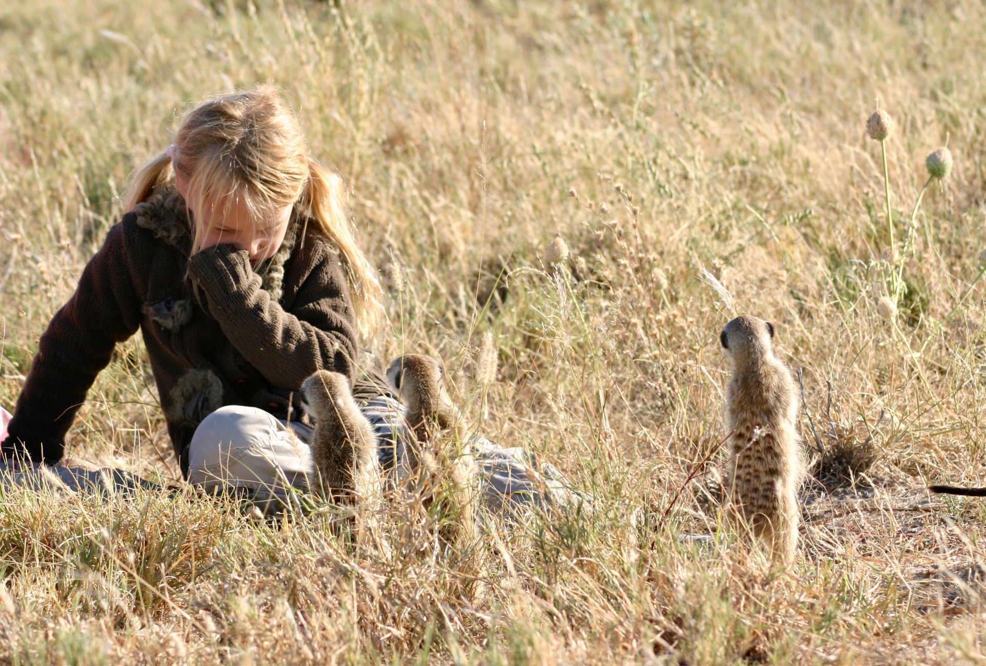 Stokstaartjes ontmoeting