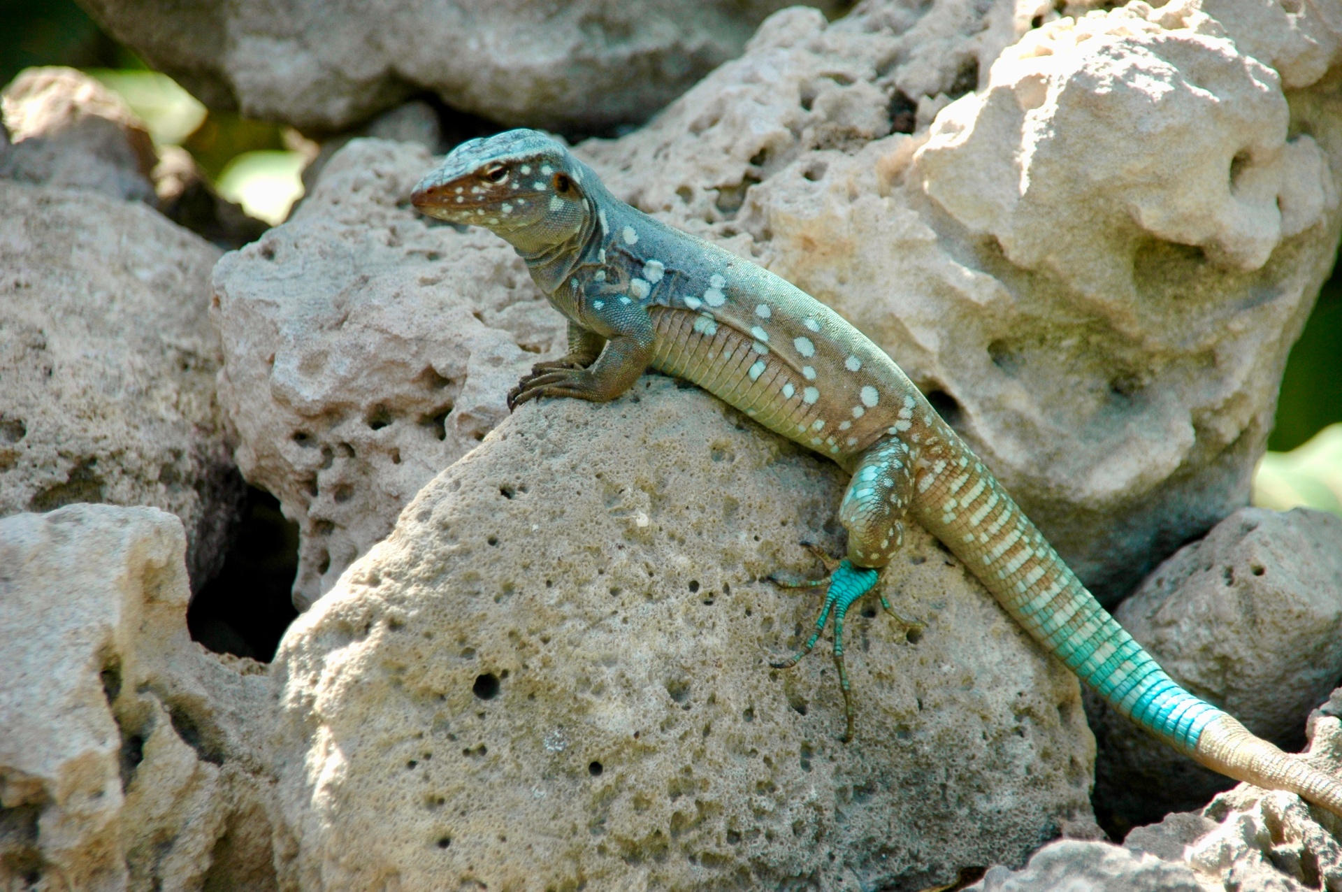 Blauwe hagedis op rotsen