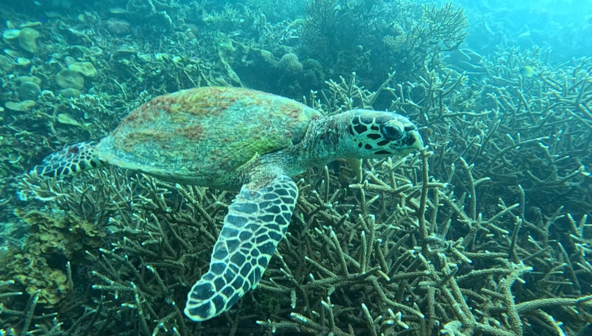 Zeeschildpad bij koraalrif